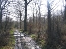 forêt de Rambouillet